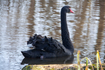 Картинка животные лебеди черный
