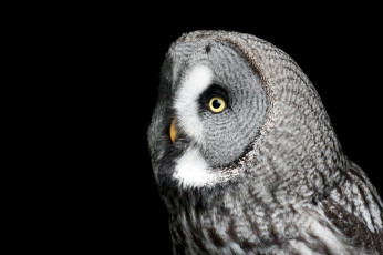 Картинка животные совы бородатая неясыть