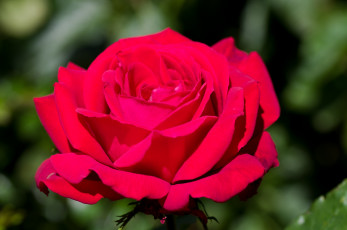 Картинка цветы розы красный