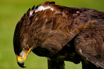 Картинка животные птицы+-+хищники орел голова оперение клюв