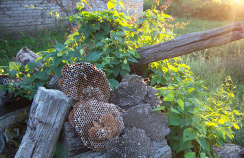 Картинка разное -+другое ульи