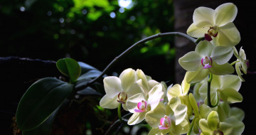 Картинка цветы орхидеи экзотика