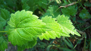 Картинка природа листья роса лиспики