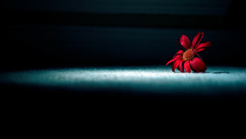 Картинка цветы лепестки