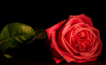 Картинка цветы розы макро