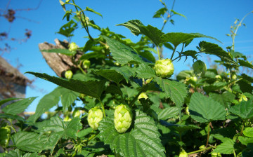 Картинка природа листья хмель