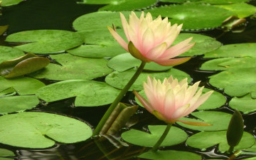 Картинка цветы лилии+водяные +нимфеи +кувшинки пара