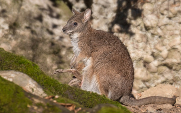 Картинка животные кенгуру валлаби парма