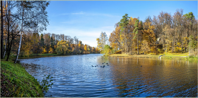 Обои картинки фото природа, парк, деревья, вода, лебеди