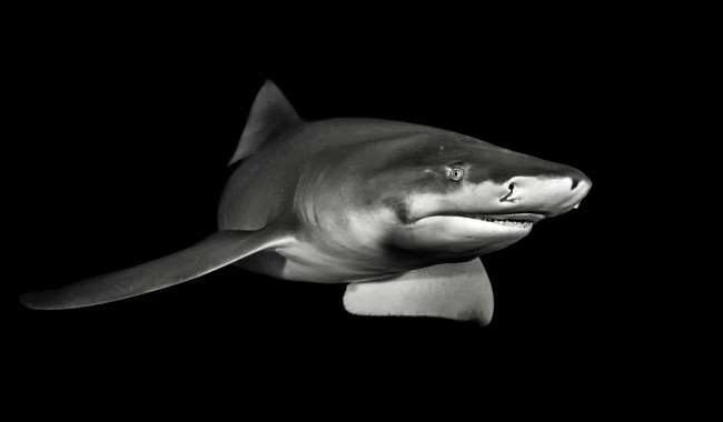 Обои картинки фото животные, акулы, океан, глубина, акула