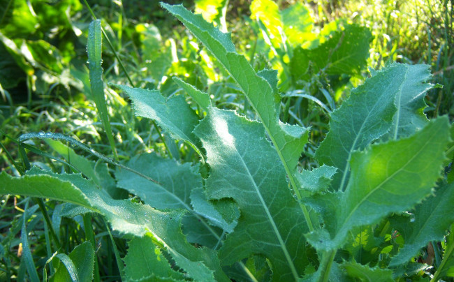 Обои картинки фото природа, листья, роса, листики