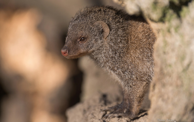 Обои картинки фото животные, мангусты, мунго, полосатый, мангуст, зебровый