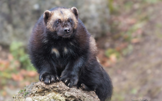 Обои картинки фото животные, росомахи, обжора, росомаха