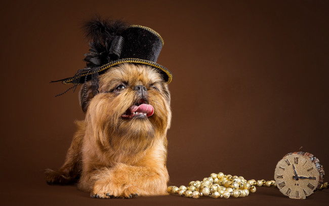 Обои картинки фото животные, собаки, бусы, собака, шляпка, часы