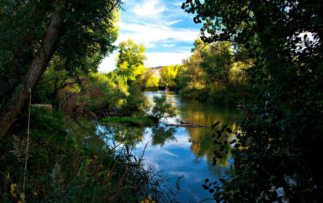 Обои картинки фото природа, реки, озера, заросли, река, лето