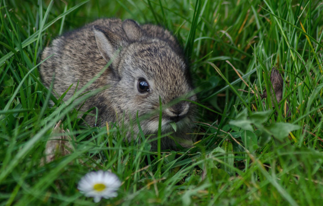Обои картинки фото животные, кролики,  зайцы, малыш