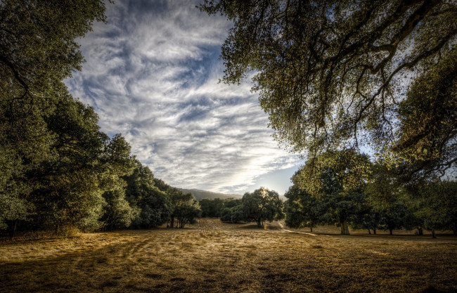 Обои картинки фото природа, поля, деревья, трава, поляна