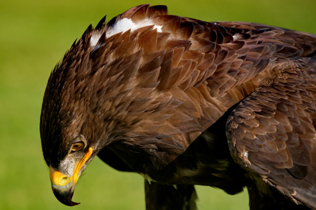 Обои картинки фото животные, птицы - хищники, орел, голова, оперение, клюв