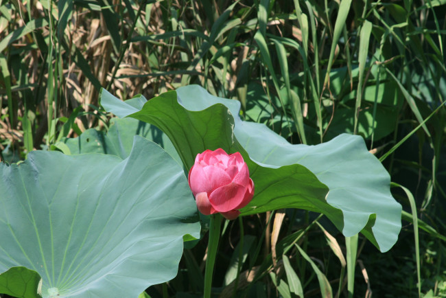 Обои картинки фото цветы, лотосы, лепестки, листья