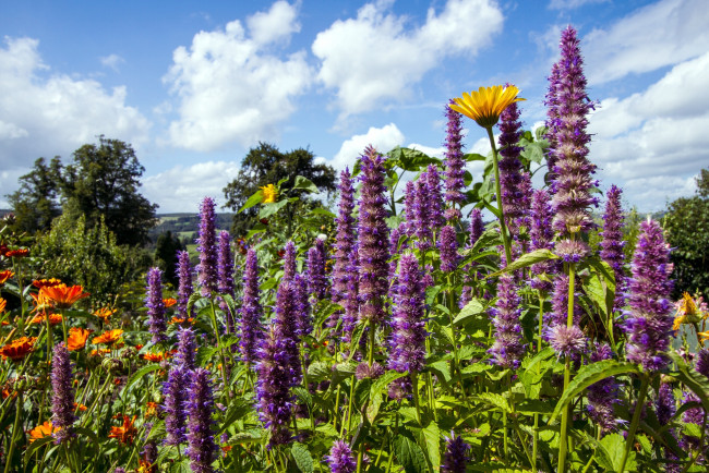 Обои картинки фото цветы, луговые , полевые,  цветы, разнотравье