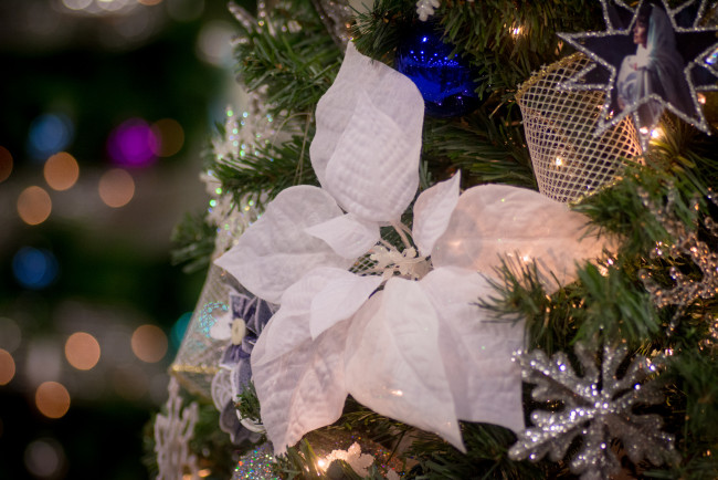 Обои картинки фото праздничные, мишура,  гирлянды,  цветы, пуансеттия