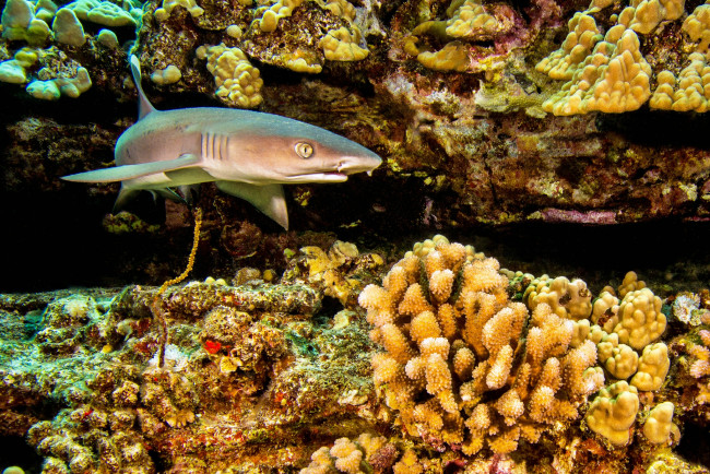 Обои картинки фото животные, акулы, океан, глубина, акула