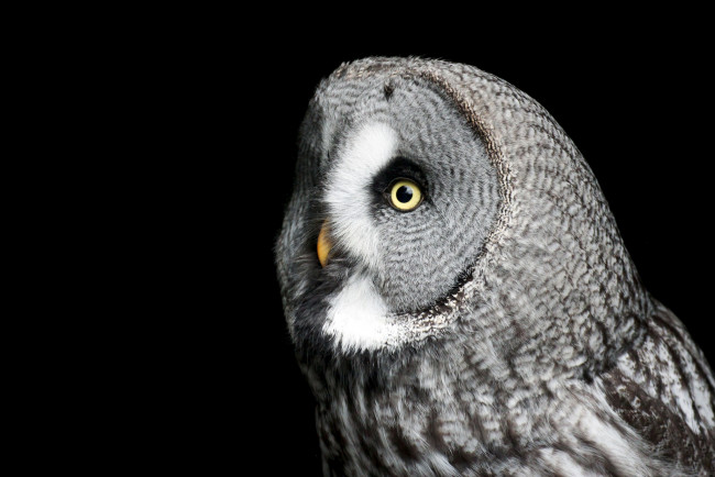 Обои картинки фото животные, совы, бородатая, неясыть