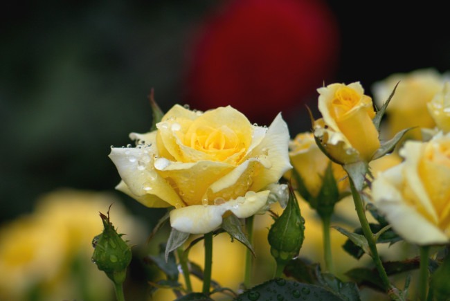 Обои картинки фото цветы, розы, желтый