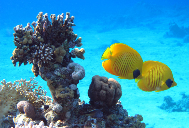 Обои картинки фото животные, рыбы, тропики