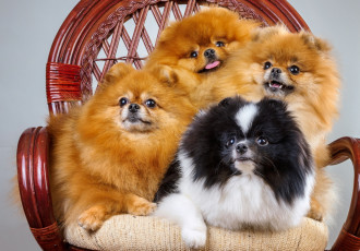 Картинка животные собаки пушистые квартет шпиц