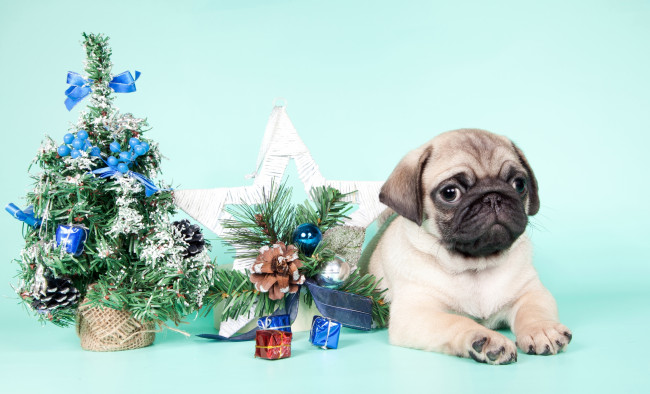 Обои картинки фото животные, собаки, новый, год, елка, щенок