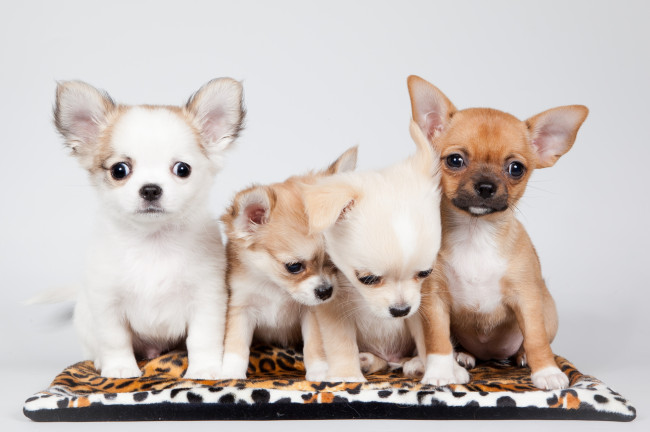 Обои картинки фото животные, собаки, квартет, малыши, щенки