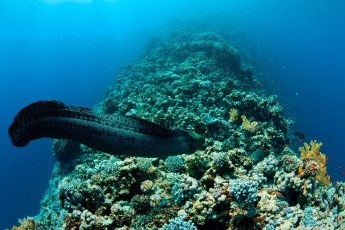 обоя животные, мурены, мир, подводный, белая, вода, shark, мурена, рыба