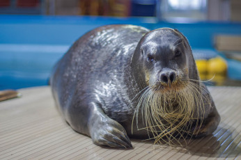 Картинка лахтак животные тюлени +морские+львы +морские+котики морской заяц тюлень млекопитающее