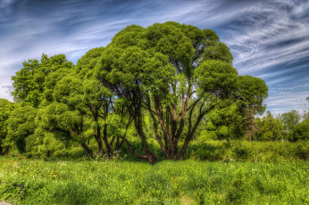 Картинка природа деревья простор