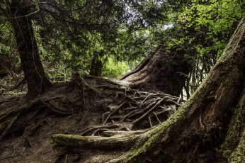 Картинка природа лес простор