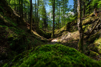 Картинка природа лес простор