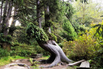 Картинка природа лес простор