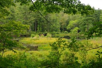 Картинка природа лес простор