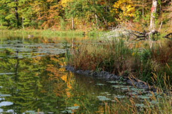 Картинка природа реки озера простор