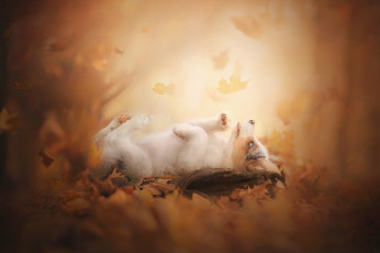 Картинка животные собаки листья осень