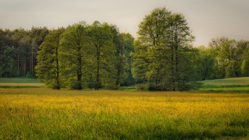 Картинка природа луга простор