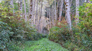 Картинка природа лес простор