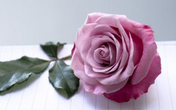 Картинка цветы розы макро