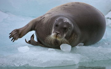 Картинка лахтак животные тюлени +морские+львы +морские+котики морской заяц тюлень млекопитающее