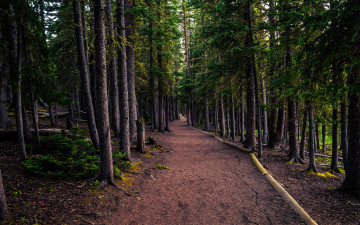 Картинка природа дороги простор