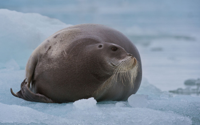 Обои картинки фото лахтак, животные, тюлени,  морские львы,  морские котики, морской, заяц, тюлень, млекопитающее