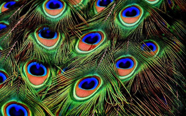 Обои картинки фото разное, перья, павлиньи