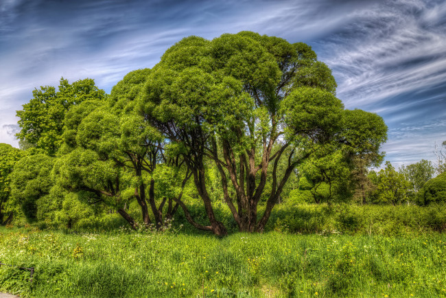 Обои картинки фото природа, деревья, простор