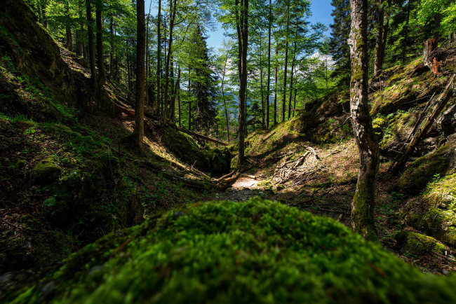 Обои картинки фото природа, лес, простор